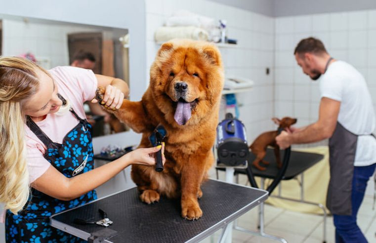 Know why grooming is important and its types