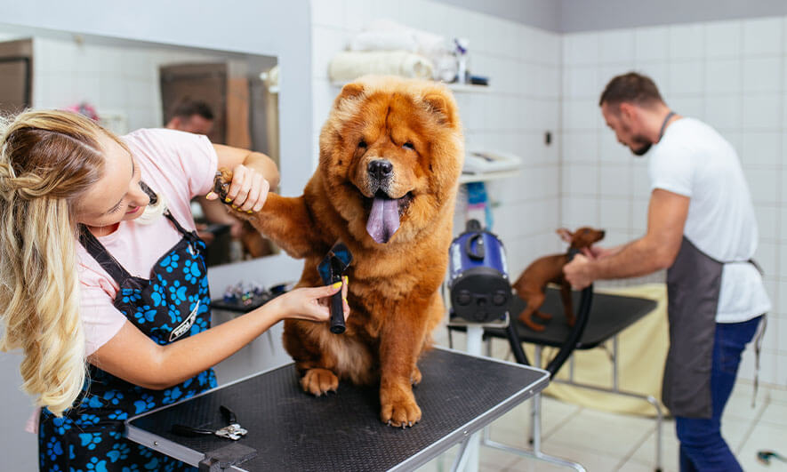 Know why grooming is important and its types