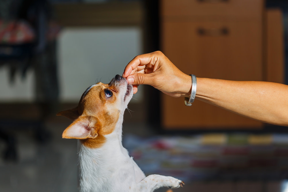 Best CBD Oil for Dogs is an Excellent Way to Release Stress