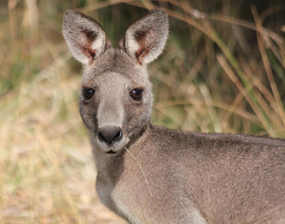 Kangaroos near Melbourne – the best places to go!