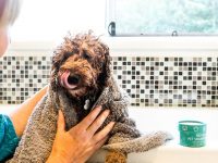 Hemp dog shampoo