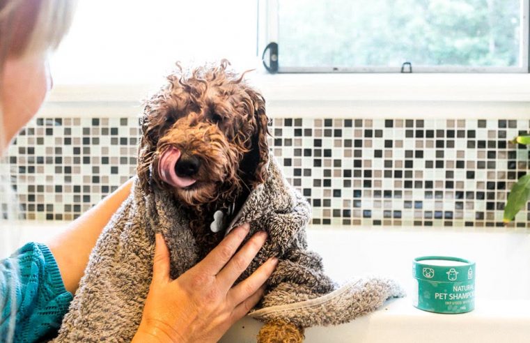 Why Should You Buy Hemp Dog Shampoo?