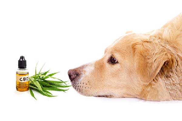 Integrating the Best CBD Oil for Dogs into Palliative Care Plans